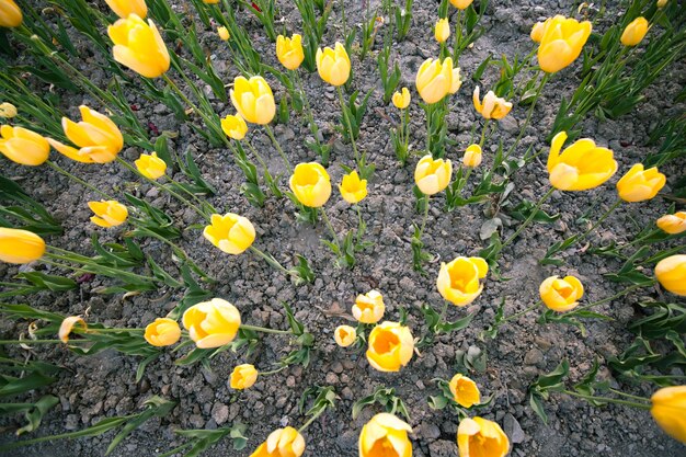 Righe di tulipani gialli su un campo