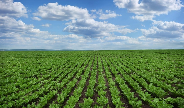 Righe e linee di giovani foglie di vista panoramica del campo di barbabietola da zucchero