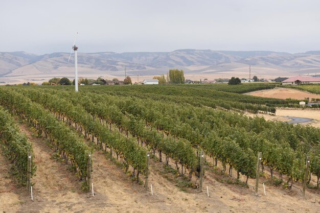 Righe vista vigneto con dolci colline paesaggio in Walla Walla, Washington