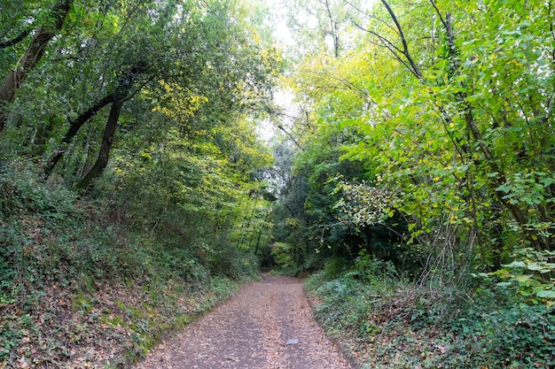 Rigogliosa foresta di faggi in autunno