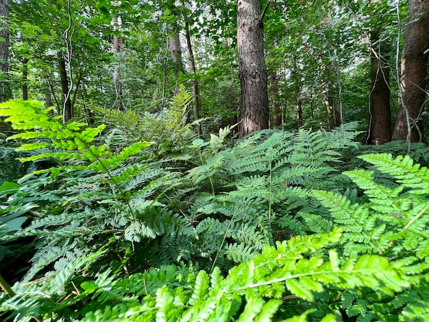 Rigogliosa vegetazione in una foresta naturale di felci