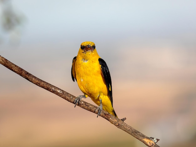 Rigogolo dorato eurasiatico (Oriolus oriolus). Uccello nel suo ambiente naturale.