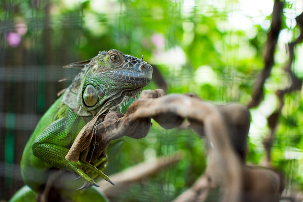 rilassamento verde del camaleonte dell&#39;iguana sul legno del legname con l&#39;albero vago