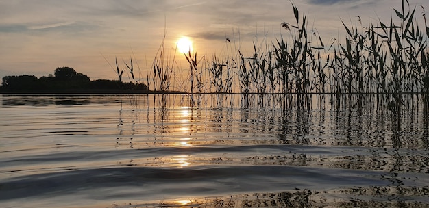 Rilassante paesaggio pittoresco di un lago estivo con onde e canne in una sera di bronzo tramonto contro il sole al tramonto. Concetto di bellezza della fauna selvatica