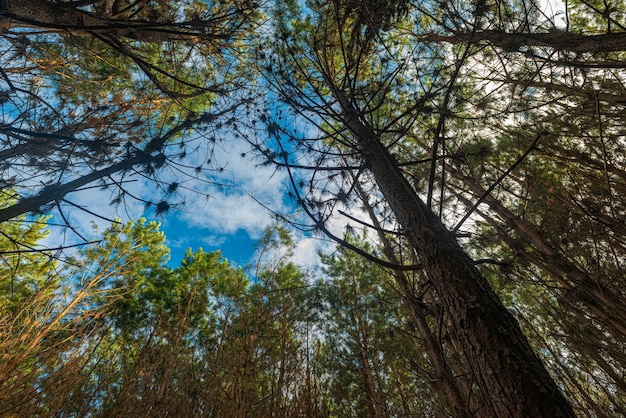 Rimboschimento di pinus elliot all'interno di un'azienda agricola.