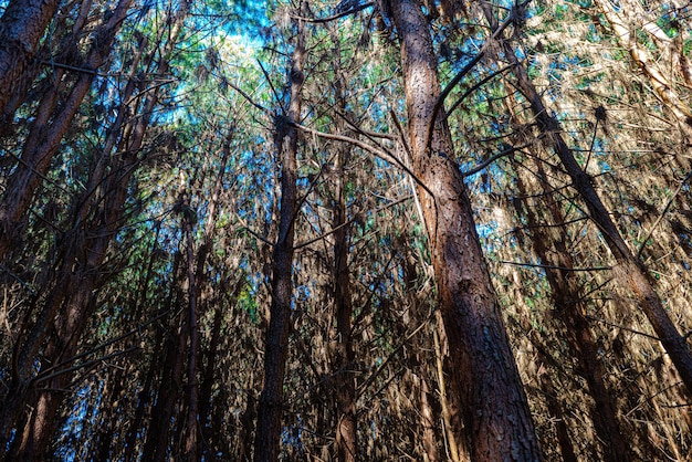 Rimboschimento di pinus elliot all'interno di un bosco in azienda