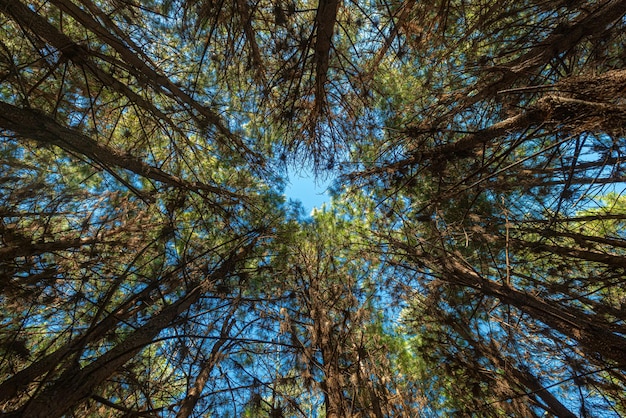 Rimboschimento di pinus elliot all'interno di un bosco in azienda