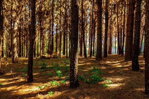 Rimboschimento di pinus elliot all'interno di un bosco in azienda