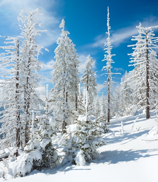 Rime invernale e abeti innevati sul fianco di una montagna (Carpazi, Ucraina). Due colpi punto immagine.