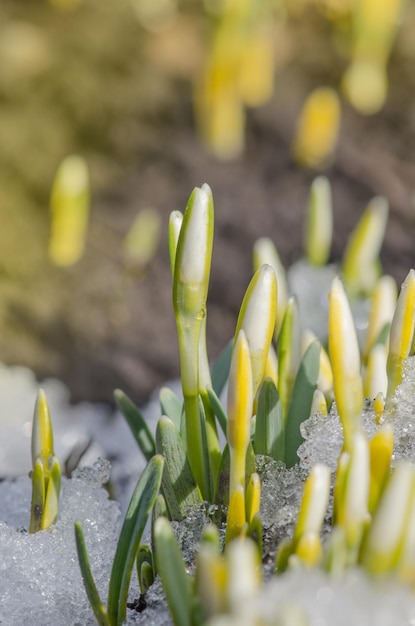 Rinascita del fiore primaverile con bocciolo Risveglio della natura Primi fiori di bucaneve