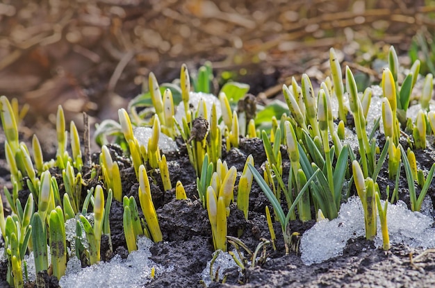 Rinascita del fiore primaverile con bocciolo Risveglio della natura Primi fiori di bucaneve