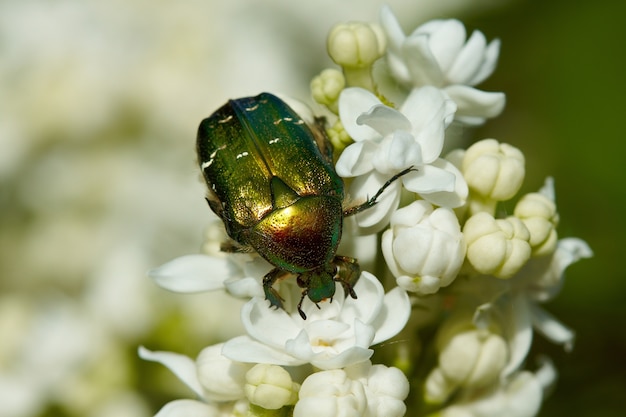 Rinforzo verde sul fiore lilla bianco