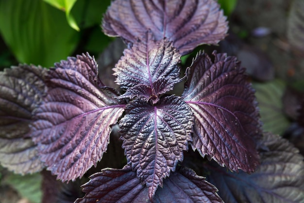 Ringhiera viola della pianta commestibile nella fattoria