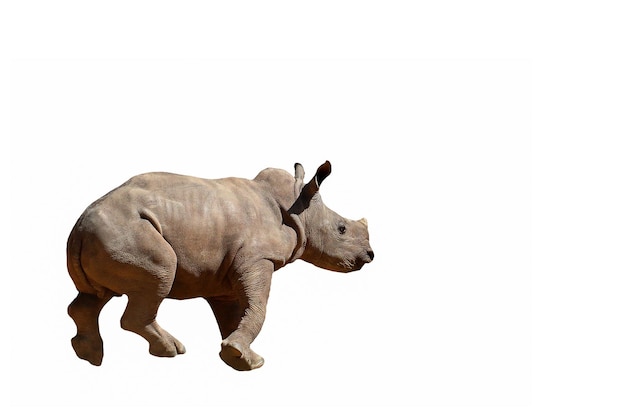 Rinoceronte bianco bambino isolato su sfondo bianco.