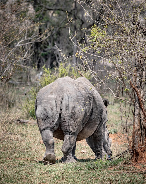 Rinoceronte bianco Ceratotherium Simum