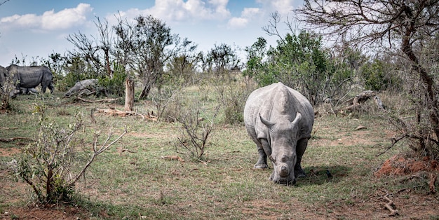 Rinoceronte bianco Ceratotherium Simum