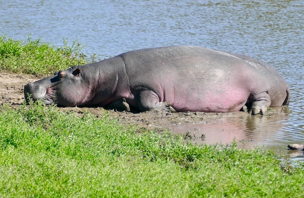 Rinoceronte bianco del sud Madre animale con animale bambino nel parco nazionale Kruger Sud Africa