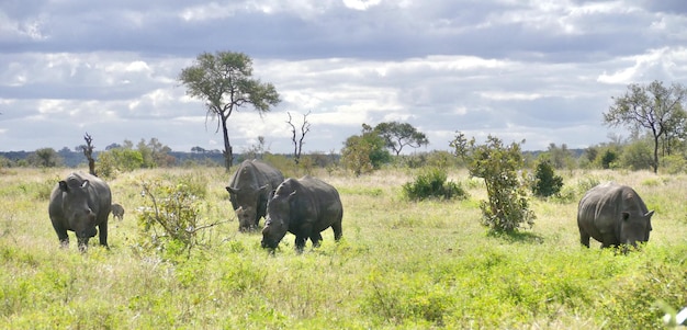 Rinoceronte bianco del sud Madre animale con animale bambino nel parco nazionale Kruger Sud Africa