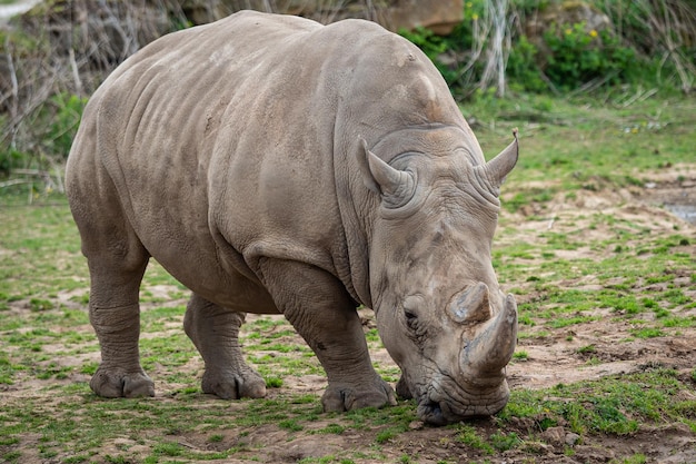 Rinoceronte bianco meridionale Ceratotherium simum simum