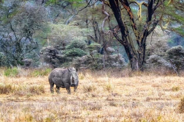 Rinoceronte bianco nel lago Nakuru Kenya