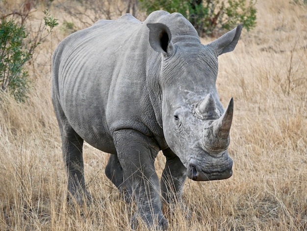 Rinoceronte bianco nel parco nazionale di Kruger - Sudafrica