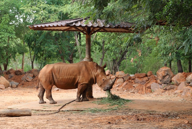 rinoceronte che mangia erba