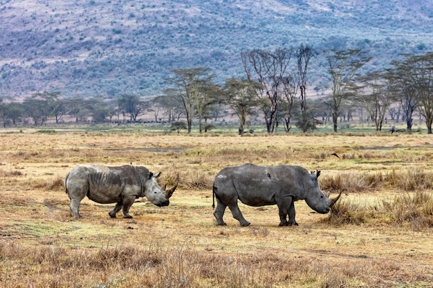 Rinoceronte e vitello che camminano nel lago Nakuru Kenya