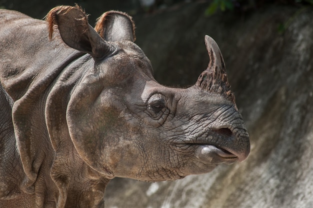 Rinoceronte maggiore cornuto, rinoceronte indiano (Rhinoce ros unicornis)