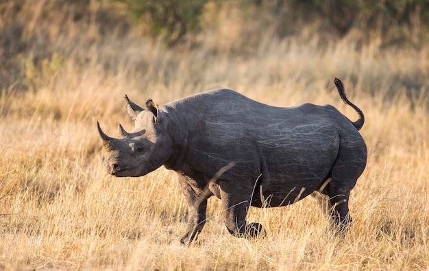 Rinoceronte nella savana.