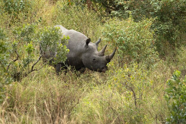 Rinoceronte nero in una zona boscosa di un ruscello nella savana africana con le ultime luci