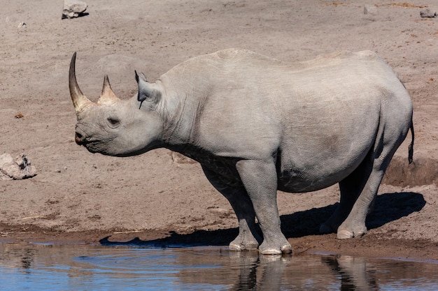 Rinoceronte nero Parco Nazionale Etosha in Namibia