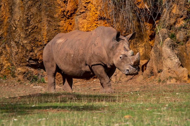 Rinoceronte - Rhinocerotidae. Sono una famiglia di mammiferi placentati.