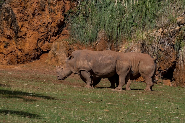 Rinoceronte - Rhinocerotidae. Sono una famiglia di mammiferi placentati.