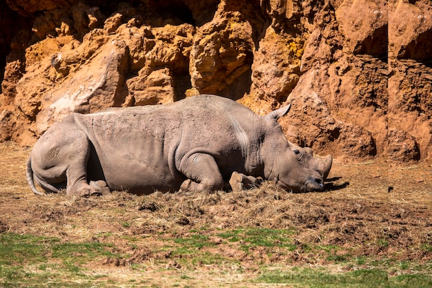 Rinoceronte sdraiato in una giornata calda