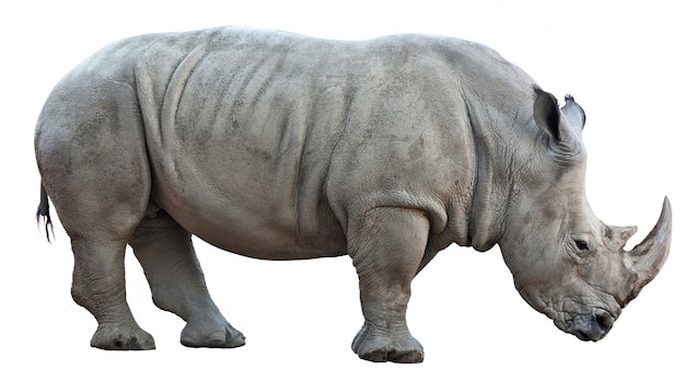 rinoceronte su sfondo bianco