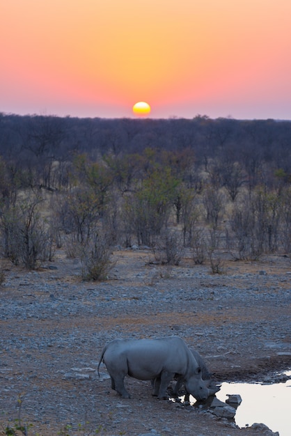 Rinoceronti neri rari che bevono dal waterhole al tramonto