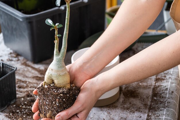 Rinvasare una pianta domestica succulenta adenium in un nuovo vaso Prendersi cura di un layout di pianta in vaso sul tavolo con le mani della pala del terreno della donna in grembiule