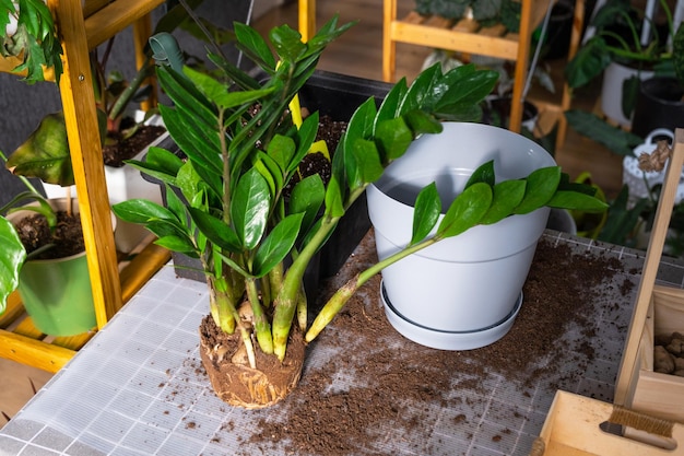 Rinvasare una pianta domestica succulenta zamiokulkas in un nuovo vaso Prendersi cura di un layout di pianta in vaso sul tavolo con vaso di fiori ornamentale pala del terreno