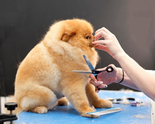 Riparare la museruola di un cane Pomerania durante un taglio di capelli con le forbici della testa