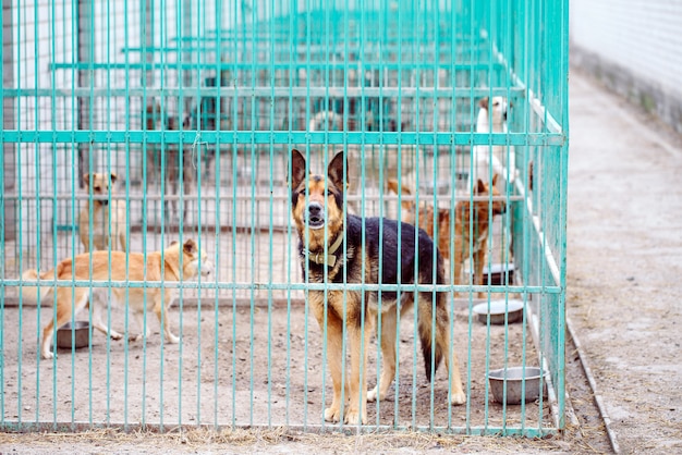 Riparo per cani randagi.