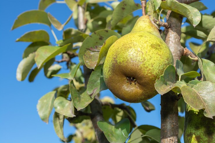 Photo ripe green pear on the tree in the autumn garden against the blue sky