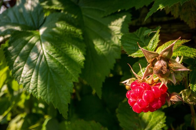 Ripe juicy raspberry closeup Giardino frutteto bellissimo sfondo rurale naturale Il concetto di cibo sano con vitamine