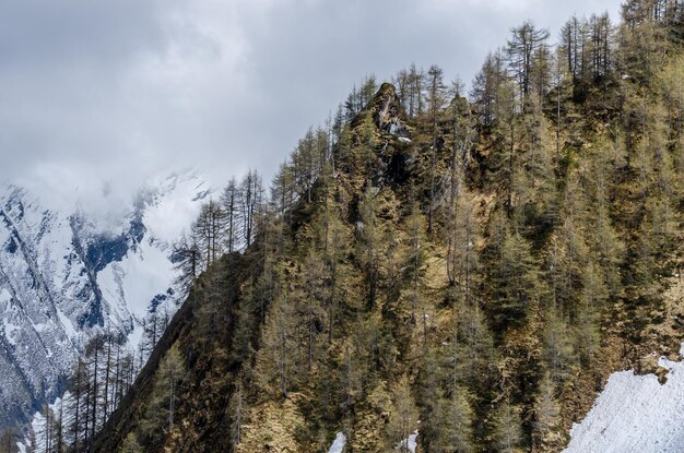 Ripida montagna e alberi