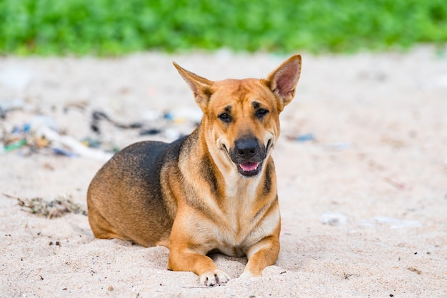 Riposo del cane lungo la strada