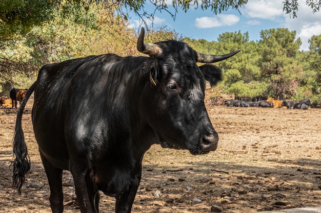 Riposo della mucca nera