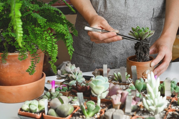 Ripotting di piante d'appartamento attività di giardinaggio DIY per adulti succulente