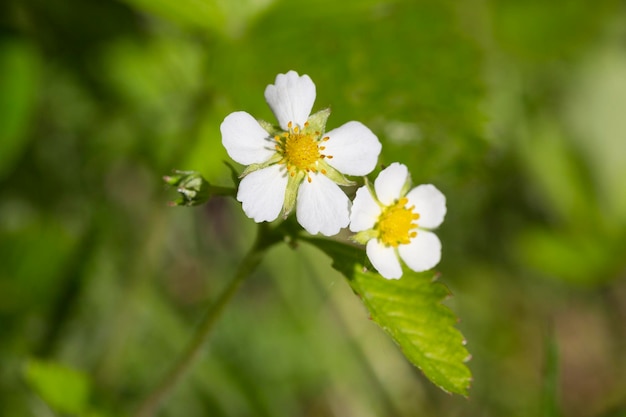 Ripresa a macroistruzione di un fiore di fragaria vesca di fragola selvatica