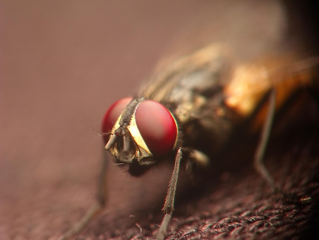Ripresa a macroistruzione di una mosca su una superficie in tessuto