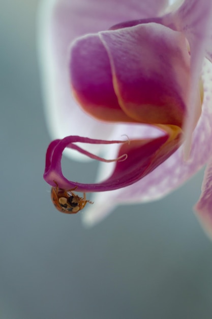 ripresa a macroistruzione di una piccola coccinella rossa su un fiore di orchidea rosa
