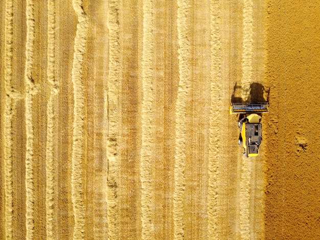 Ripresa aerea della mietitrice gialla che lavora al campo di frumento.